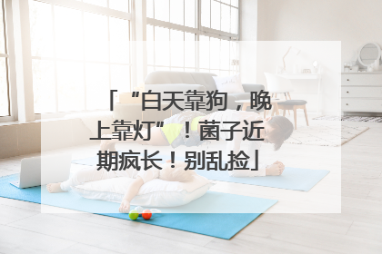“白天靠狗，晚上靠灯”！菌子近期疯长！别乱捡