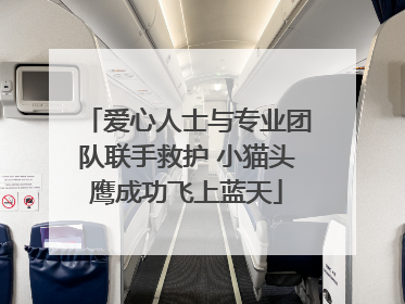 爱心人士与专业团队联手救护 小猫头鹰成功飞上蓝天
