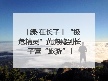绿·在长子丨“极危精灵”黄胸鹀到长子营“旅游”