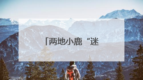 两地小鹿“迷路”，警民携手放归山林