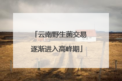 云南野生菌交易逐渐进入高峰期