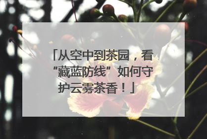 从空中到茶园，看“藏蓝防线”如何守护云雾茶香！
