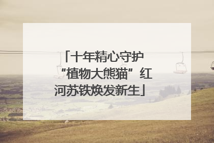 十年精心守护 “植物大熊猫”红河苏铁焕发新生