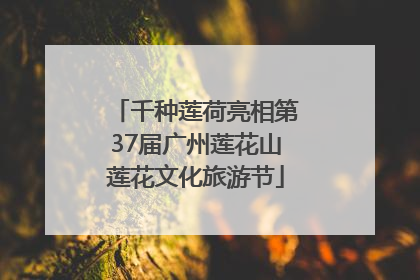 千种莲荷亮相第37届广州莲花山莲花文化旅游节