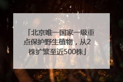 北京唯一国家一级重点保护野生植物，从2株扩繁至近500株