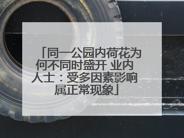 同一公园内荷花为何不同时盛开 业内人士：受多因素影响 属正常现象