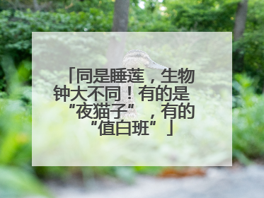 同是睡莲，生物钟大不同！有的是“夜猫子”，有的“值白班”