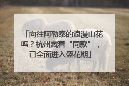 向往阿勒泰的浪漫山花吗？杭州藏着“同款”，已全面进入盛花期
