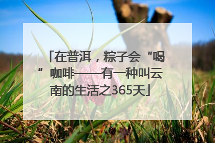 在普洱，粽子会“喝”咖啡——有一种叫云南的生活之365天