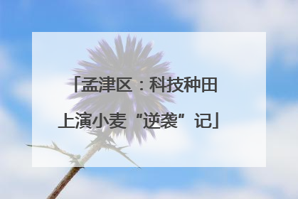 孟津区：科技种田 上演小麦“逆袭”记