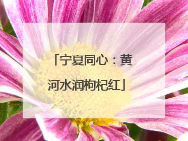 宁夏同心：黄河水润枸杞红