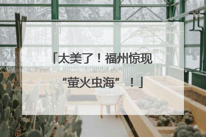 太美了！福州惊现“萤火虫海”！