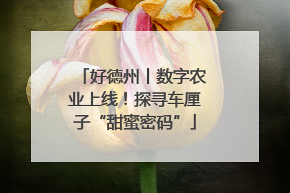 好德州丨数字农业上线！探寻车厘子“甜蜜密码”