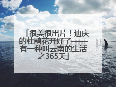 很美很出片！迪庆的杜鹃花开好了——有一种叫云南的生活之365天
