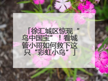 徐汇城区惊现“鸟中国宝”！看城管小哥如何救下这只“彩虹小鸟”