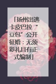 扬州出逃卡皮巴拉“豆包”公开征婚：无须彩礼且有正式编制