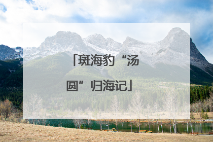斑海豹“汤圆”归海记