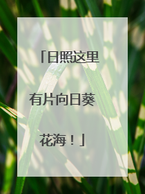 日照这里有片向日葵花海！