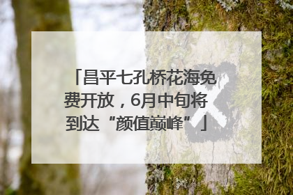 昌平七孔桥花海免费开放，6月中旬将到达“颜值巅峰”