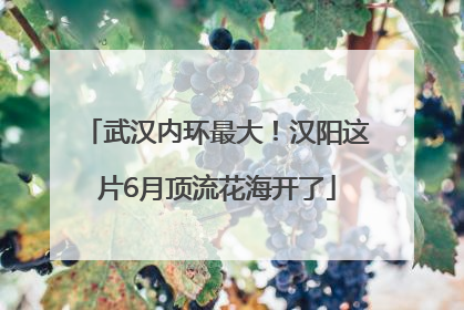 武汉内环最大！汉阳这片6月顶流花海开了