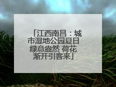 江西南昌：城市湿地公园夏日绿意盎然 荷花渐开引客来