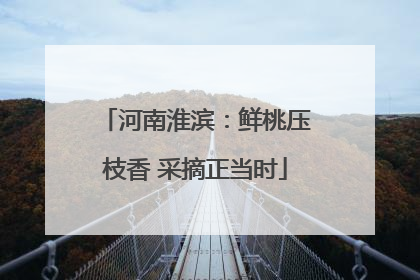 河南淮滨：鲜桃压枝香 采摘正当时