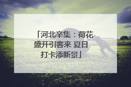 河北辛集：荷花盛开引客来 夏日打卡添新景