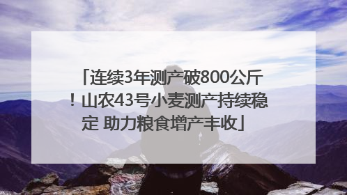 连续3年测产破800公斤！山农43号小麦测产持续稳定 助力粮食增产丰收