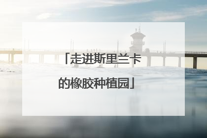 走进斯里兰卡的橡胶种植园