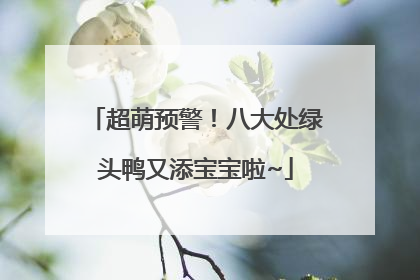 超萌预警！八大处绿头鸭又添宝宝啦~