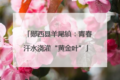 郧西县羊尾镇：青春汗水浇灌“黄金叶”