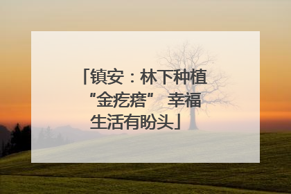 镇安：林下种植“金疙瘩” 幸福生活有盼头