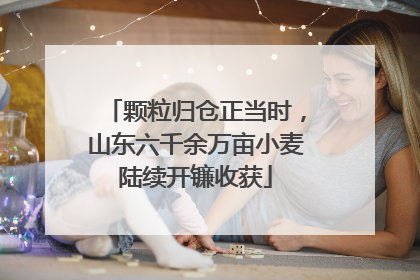 颗粒归仓正当时，山东六千余万亩小麦陆续开镰收获