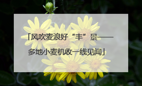 风吹麦浪好“丰”景——多地小麦机收一线见闻