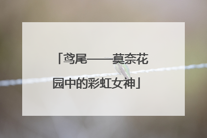 鸢尾——莫奈花园中的彩虹女神